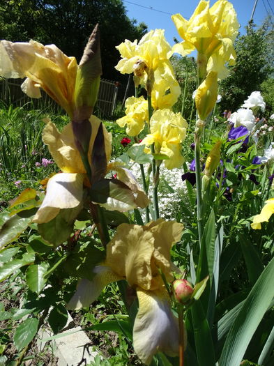 DSC03490 - c-irisi 2016