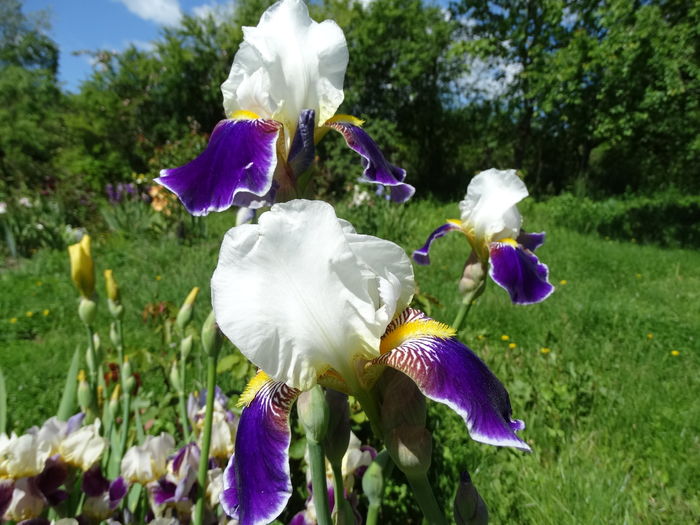 DSC03491 - c-irisi 2016