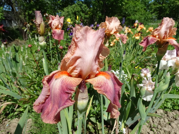 DSC03499 - c-irisi 2016