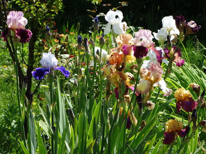 DSC03505 - c-irisi 2016