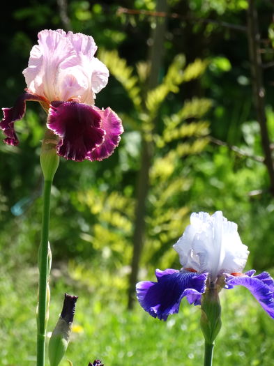 DSC03507 - c-irisi 2016