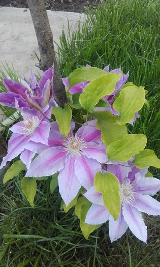 Montană  ??? - 1 clematis 2016