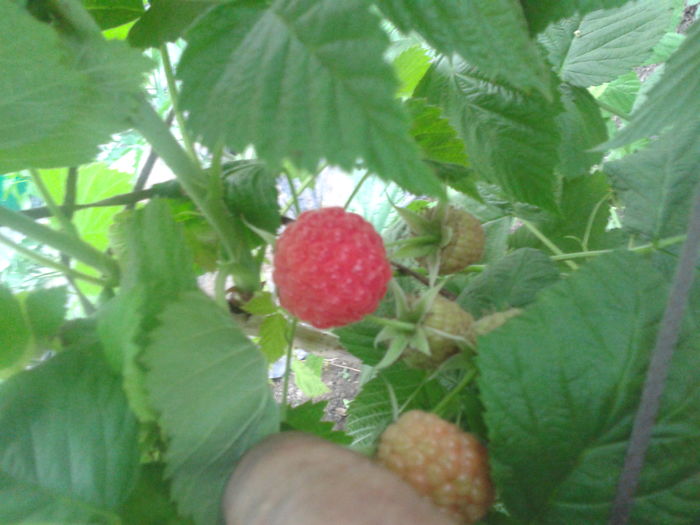 zmeura rosie mai - 0 0 Arbusti fructiferi 2017-2018