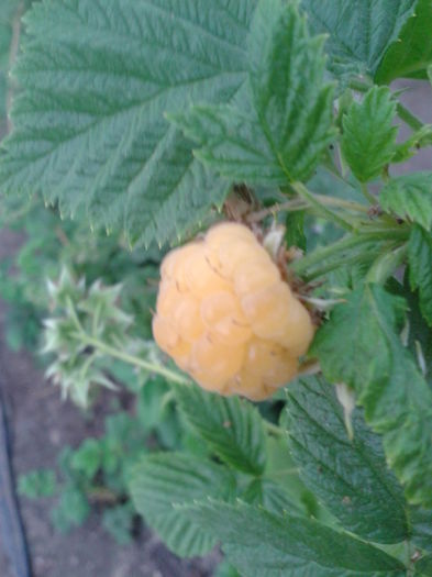 zm.galbena mai 2016 - 0 0 Arbusti fructiferi 2017-2018