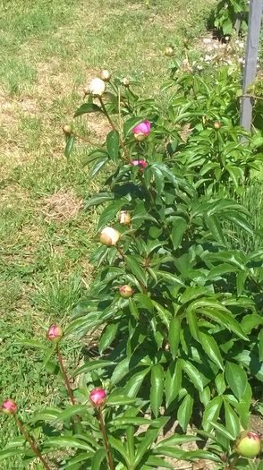 WP_20150528_10_45_05_Pro