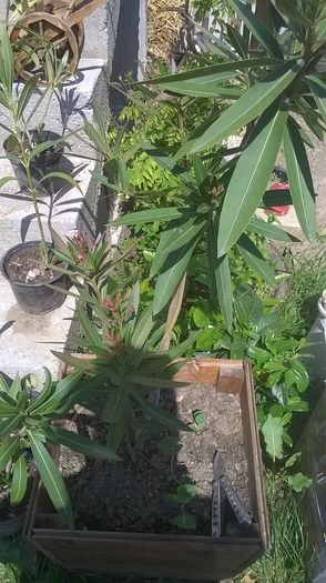 WP_20150528_10_50_07_Pro