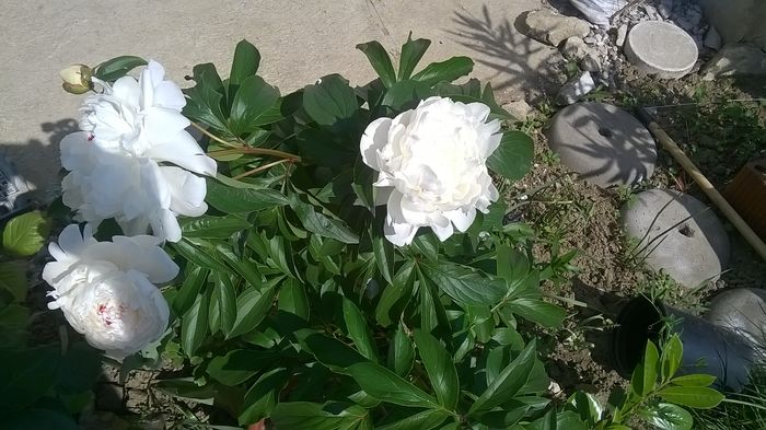 WP_20150602_10_13_57_Pro