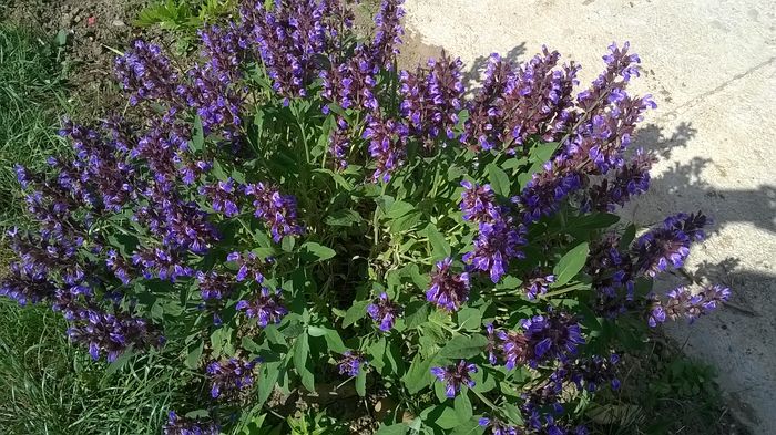 WP_20150602_10_14_16_Pro