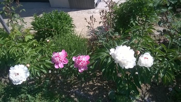 WP_20150602_10_14_59_Pro