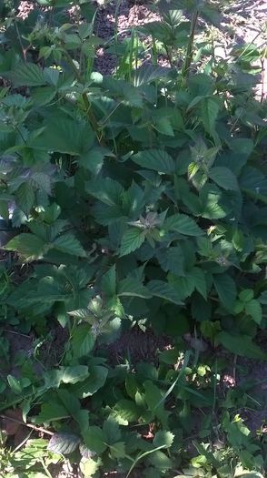 WP_20150602_10_15_45_Pro - actualizare album2015-2016