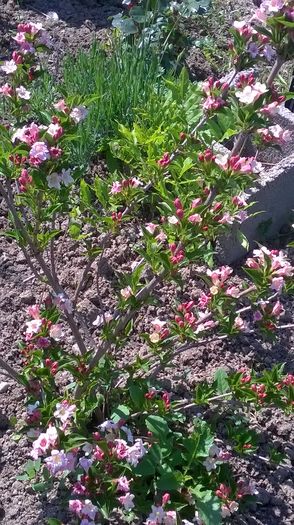 WP_20150602_10_16_07_Pro - actualizare album2015-2016