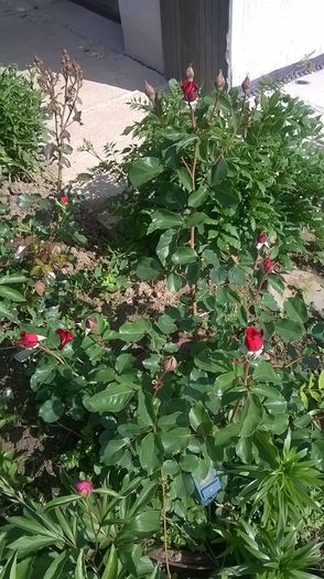 WP_20150606_09_43_47_Pro