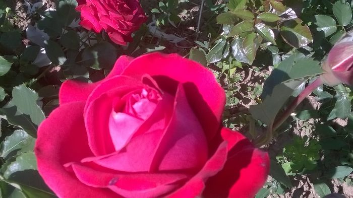 WP_20150609_10_07_43_Pro