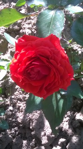 WP_20150609_10_07_56_Pro