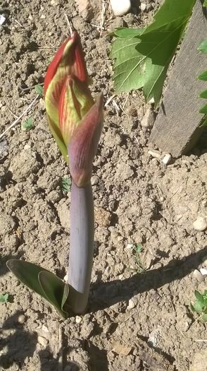 WP_20150609_10_08_14_Pro