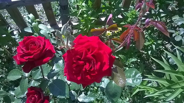 WP_20150609_10_10_03_Smart - actualizare album2015-2016