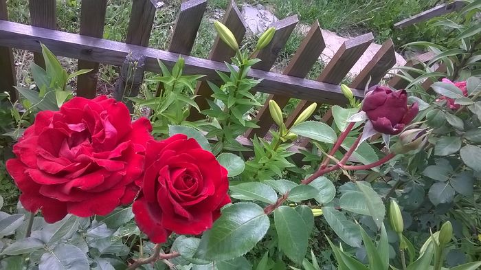 WP_20150701_09_59_19_Pro