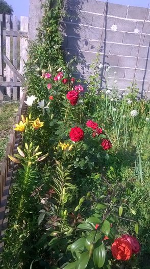 WP_20150708_08_32_54_Pro