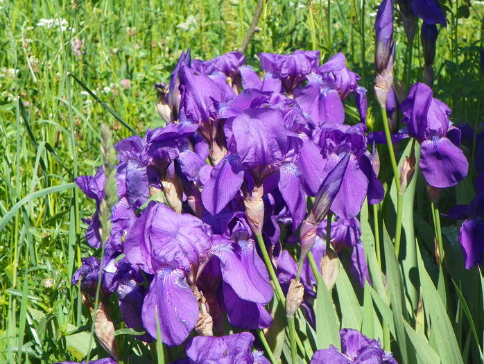 iris germanica - Irisi si bujori 2016
