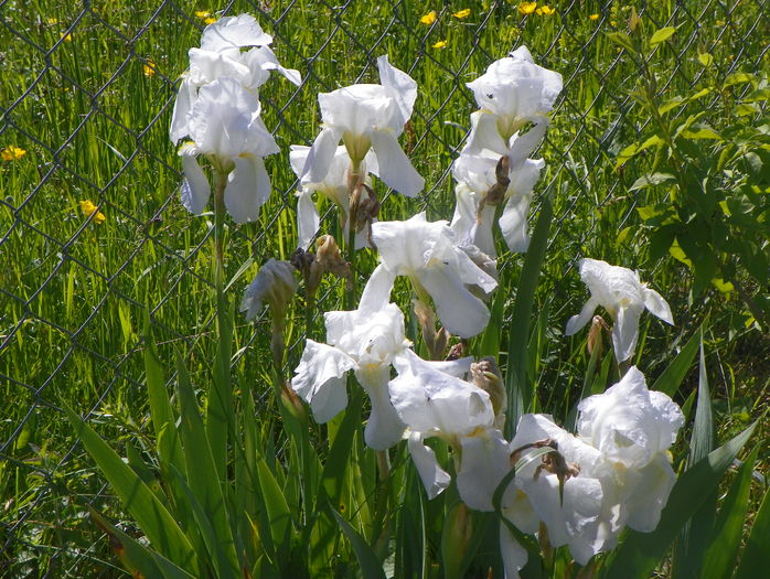 iris florentina - Irisi si bujori 2016