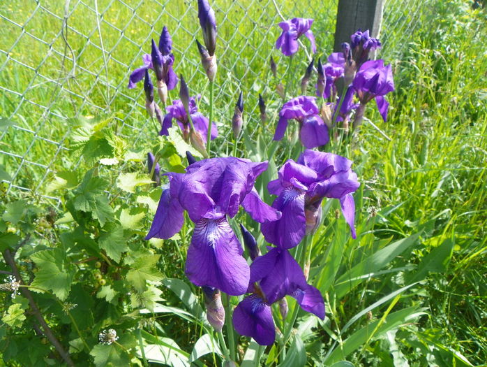 iris germanica