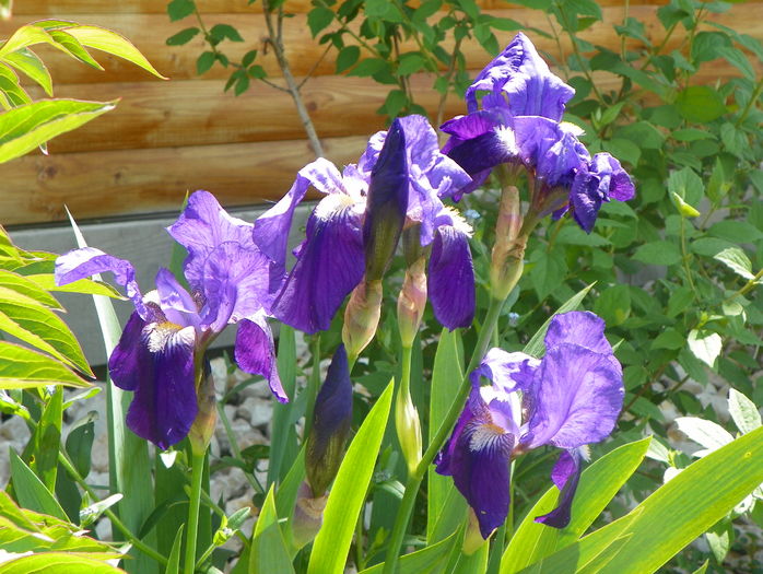 iris germanica