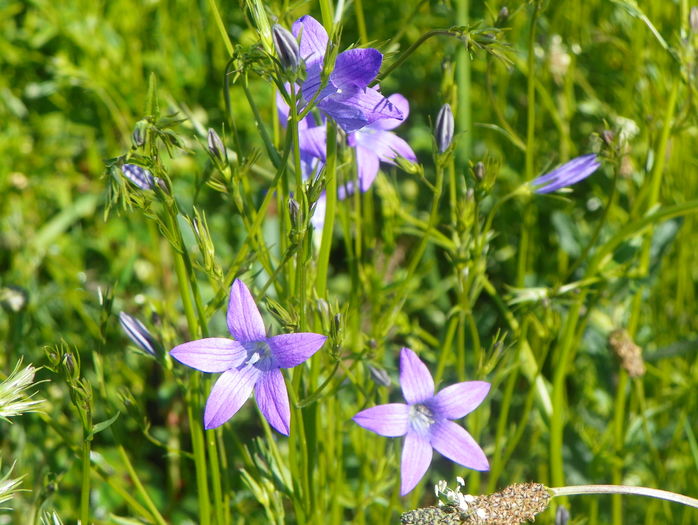 campanula patula