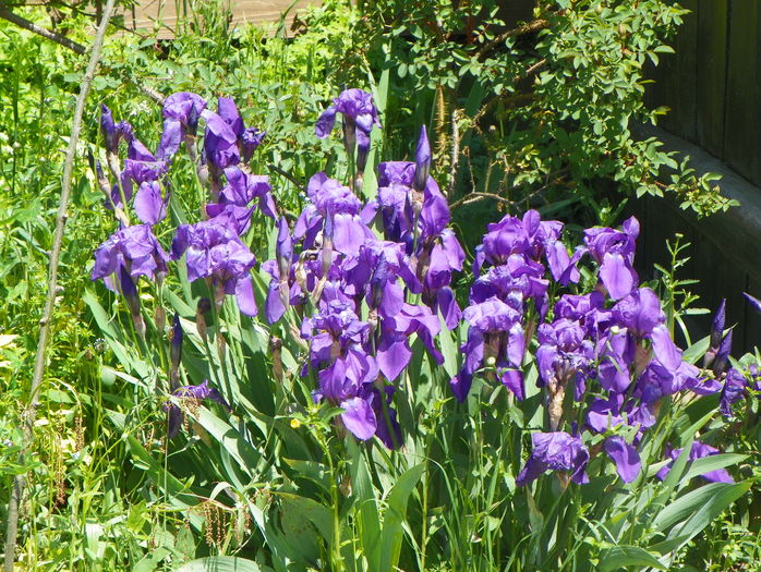 iris germanica