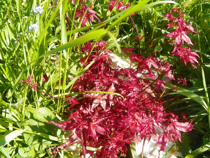 acer palm. Beni Maiko