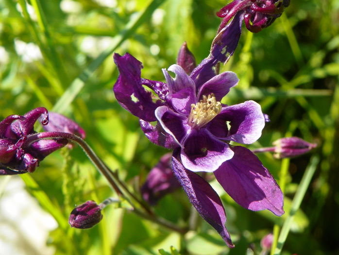 aquilegia Winky Purple & White