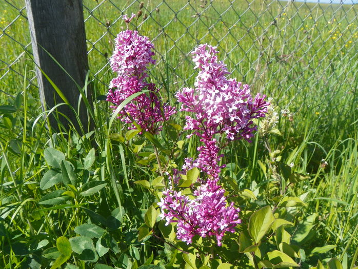 liliac Josee