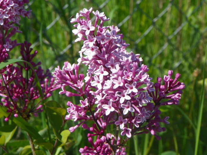 liliac Josee