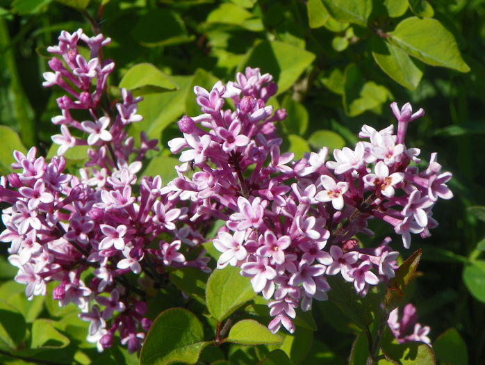liliac Josee