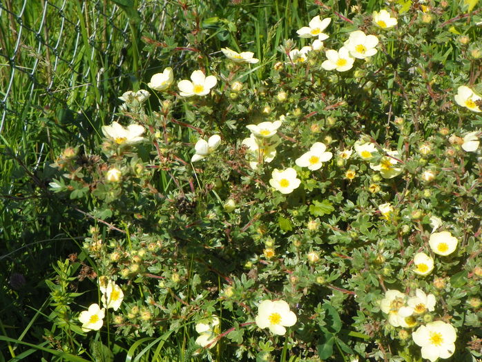 potentilla Primrose Beauty
