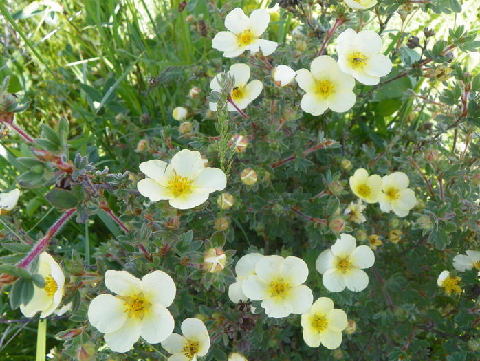 potentilla Primrose Beauty
