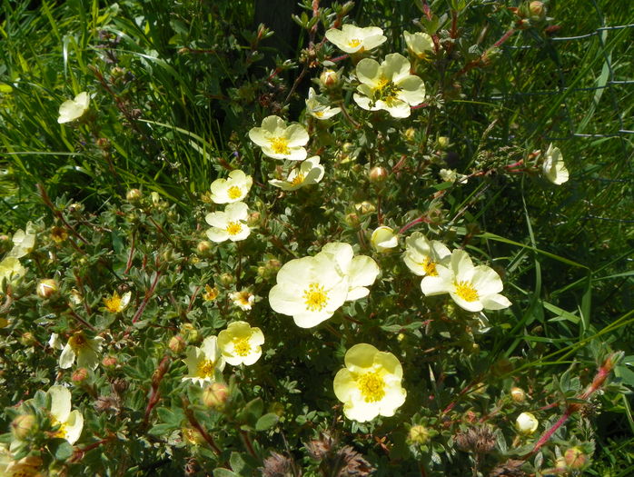 potentilla Primrose Beauty
