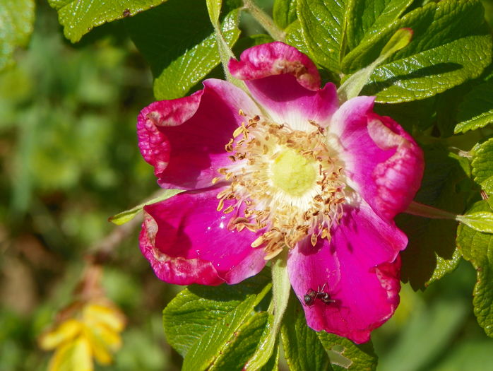 rosa rugosa - Trandafiri 2016