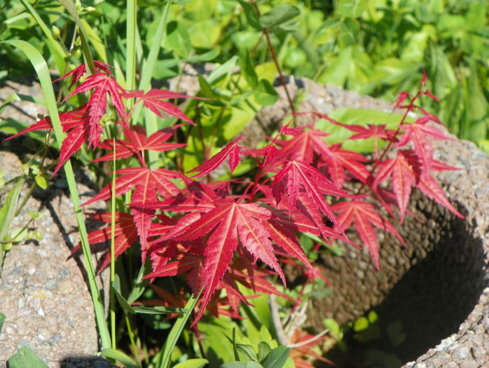 acer palm. Phoenix