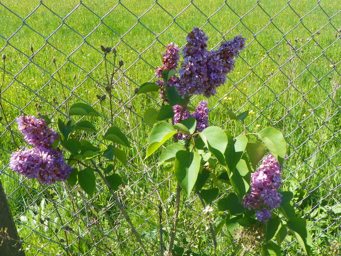 liliac Sarah Sands