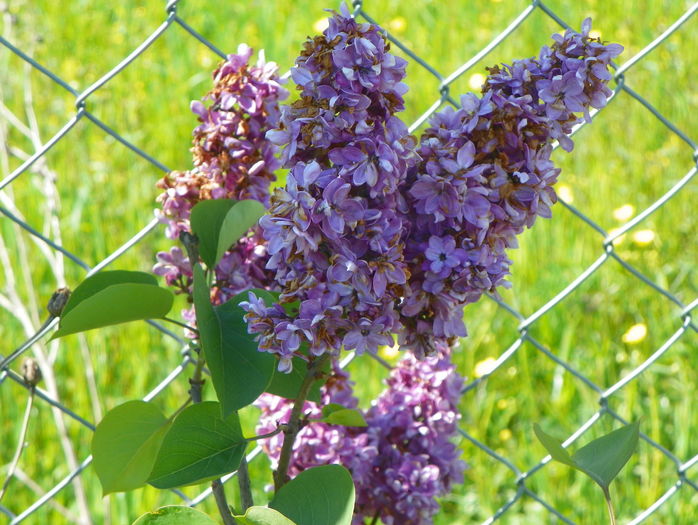 liliac Sarah Sands