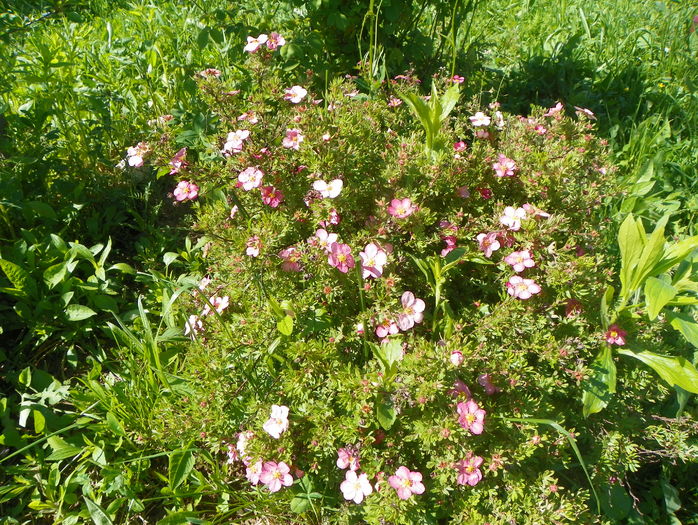 potentilla Lovely Pink
