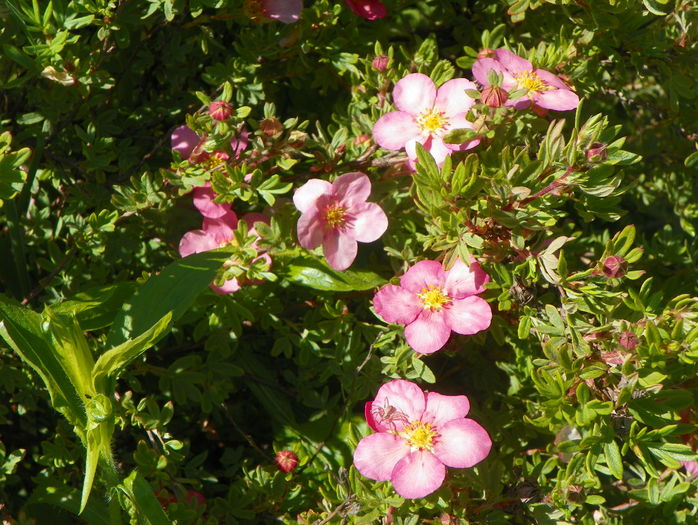 potentilla Lovely Pink