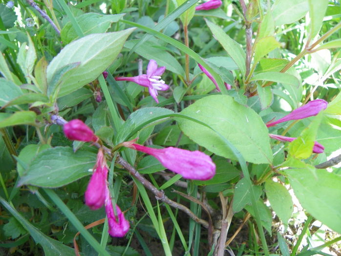weigela Pink Princess