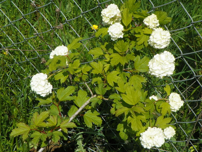 viburnum opulus roseum