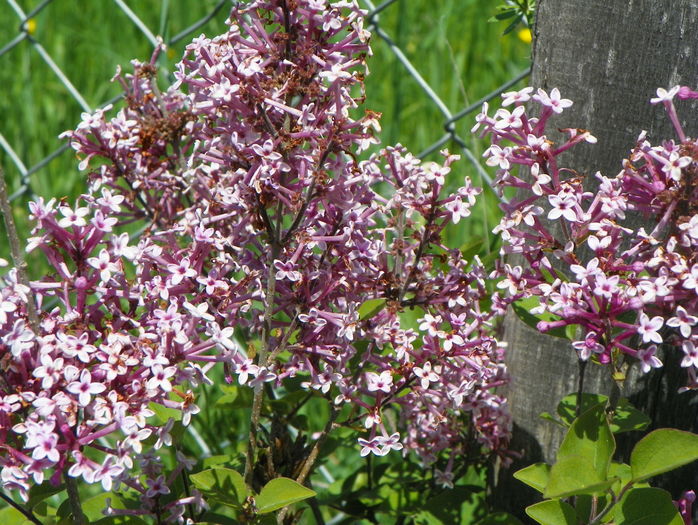 syringa superba