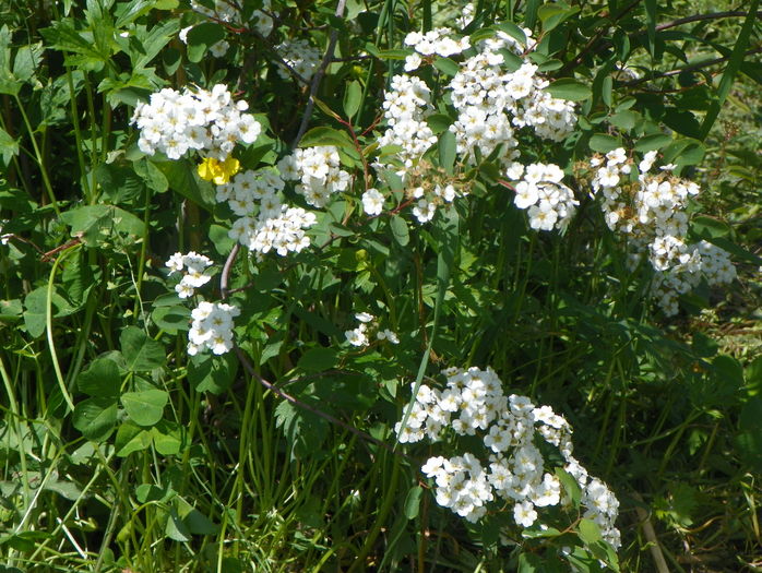 spiraea vanhouttei