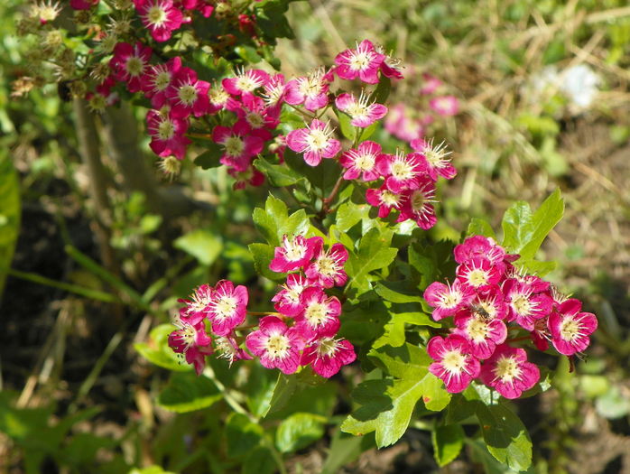 crataegus Punicea