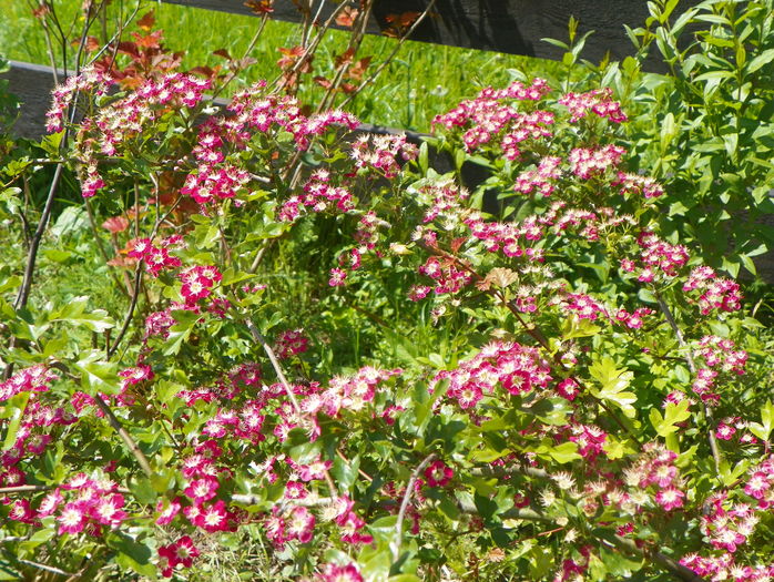 crataegus Punicea