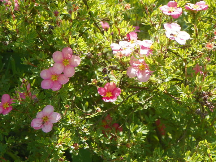 potentilla Lovely Pink