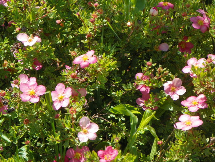 potentilla Lovely Pink